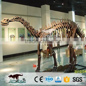 OA-SD-L36 Exhibition Equipment Dinosaur Fossil Skeleton Replica thumbnail-4