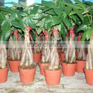 5 Braided Mini Pachira Macrocarpa Aquatica Bonsai Money Tree Plant Indoor Ornamental Decorative Potted Plants Nursery thumbnail-1