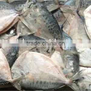 High Quality Frozen Fish Whole Round Moon Fish 100-150g thumbnail-1