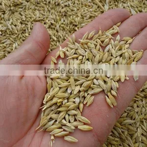 Barley Seeds thumbnail-1