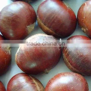 Fresh Chestnut Food thumbnail-1