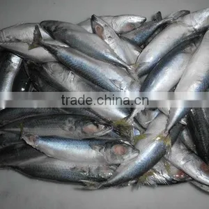 FROZEN MACKEREL FISH IN HIGH QUALITY FOR SALE thumbnail-1