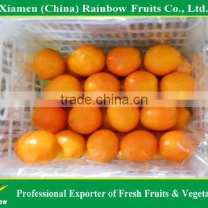 Fresh Mandarin Orange Navel Orange thumbnail-3