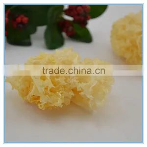 Dried White Wood Ear Fungus thumbnail-4