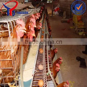 Chiken thumbnail-1