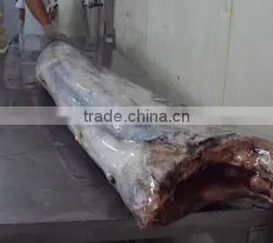 Sailfish DWT thumbnail-3