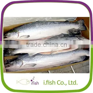 Atlantic Salmon thumbnail-1