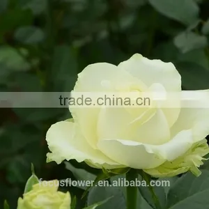Hot Selling Fresh Black Roses in Delhi Fresh Flowers From China thumbnail-3