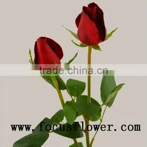 Fragrant Aroma Crazy Selling Fresh Cut Roses Fresh Cut Marigold Roses Carola for Wedding Decoration From Kunming thumbnail-5