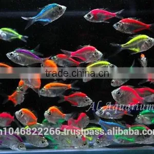 Glass Fish Mix Color For Sale / Ornamental Fish International Exporter thumbnail-3