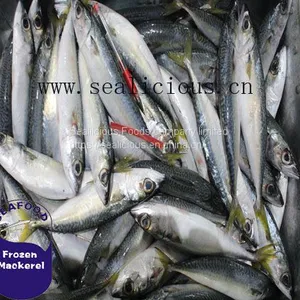 Seafrozen Pacific Mackerel IQF Scomber Japonicus 4-6PCS/KG New Fishing thumbnail-1