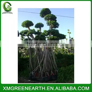 Ficus Microcarpa Big Bonsai 4.5m (8) thumbnail-2