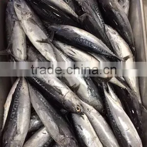 Frozen Auxis Thazard From China Bullet Mackerel thumbnail-4