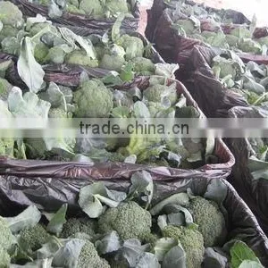 Fresh Broccoli thumbnail-1