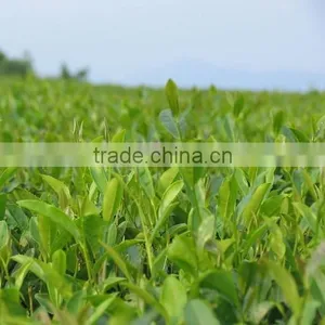 USDA Certified Factory Organic Matcha Green Tea Powder Japan From China ORIENTAL TEA APPLIED AND RESERCH INSTITUTE thumbnail-4
