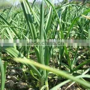Super Pure White Garlic thumbnail-5