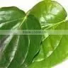 Betel Leaf Oil Natural thumbnail-1