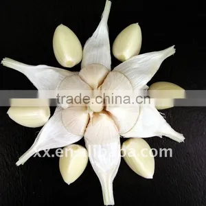 New Crop Fresh Purple Garlic High Quality thumbnail-1
