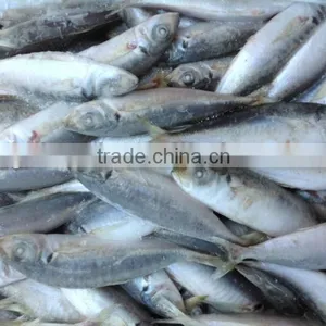 High Quality Frozen Round Scad(Decapterus Maruadsi). thumbnail-3