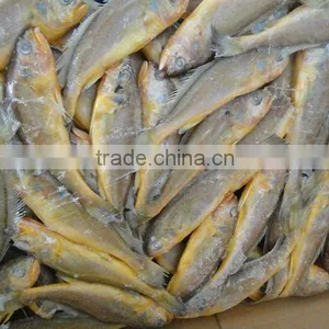 Frozen Yellow Croaker Fish thumbnail-1