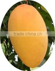 Fresh Mango thumbnail-1