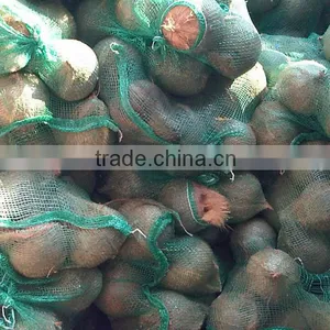 Mature Coconut thumbnail-1