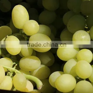 GRAPES thumbnail-2