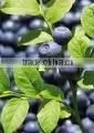 GMP Manufacturer Supply 100% Natural Bilberry Extract thumbnail-1