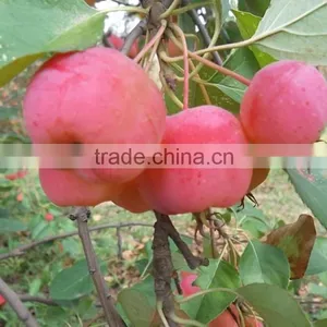 Malus Prunifolia Tree Seedling thumbnail-2