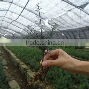 Taxus Bacatta Tree Seedling thumbnail-2