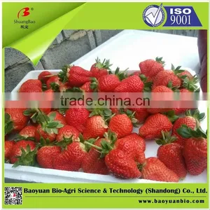 Pure Sulphate Potassium NPK Fertilizer 15-10-21 thumbnail-4