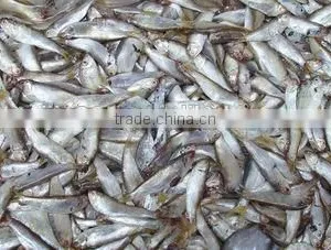 Anchovy Fish Meal for Sale thumbnail-4