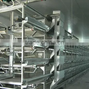 Poultry Farm Equipment for Raising Chickens on Ground thumbnail-6