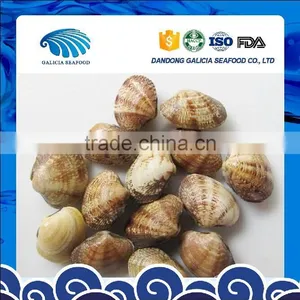 Frozen Cooked Short Necked Clam With Favorable Price thumbnail-1