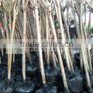 Prunus Serrulata Cold Hardy Trees thumbnail-1