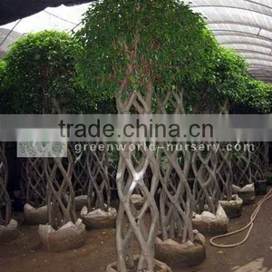 Ficus Cage Shape Potted Big Size thumbnail-1