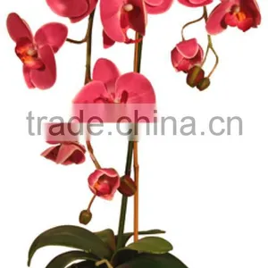 Rich and Colorful Orchid Small Plant Ornaments on the Table Manufacturer in China thumbnail-2