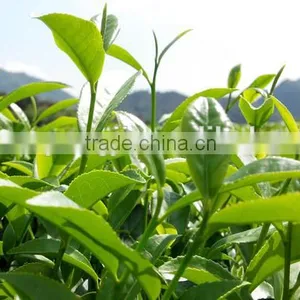 Loose Tie Guan Yin Oolong Tea thumbnail-4