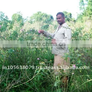 Sai Export India Sell/Pure Rose Oil/Rose Concrete/Rose Scent /top Quality Rose Oils thumbnail-3