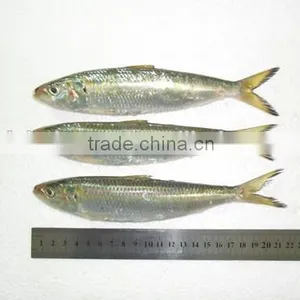 Frozen Pacific Sardines for Sale 150 - 190 Pcs thumbnail-1