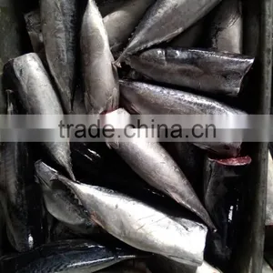 Good Quality HGT Frozen Bonito thumbnail-5