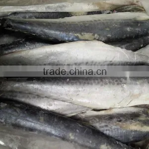 2015 Hung Frozen Spanish Mackerel Whole Gutted thumbnail-4