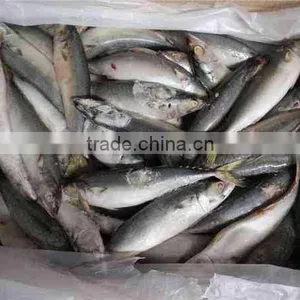 Mackerel(scomber Japonicus) WR thumbnail-3