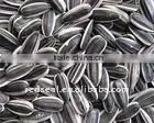 Chinese 5009 Sunflower Seeds thumbnail-1