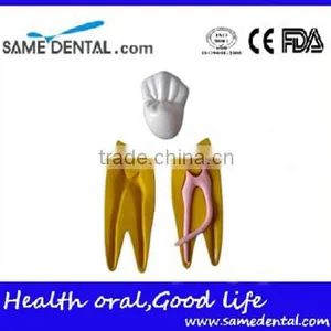 Dental 15 Times Permanent Teeth Decomposition Model DEA-37 thumbnail-2