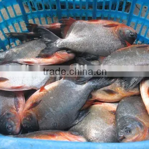Frozen Black Pomfret thumbnail-1