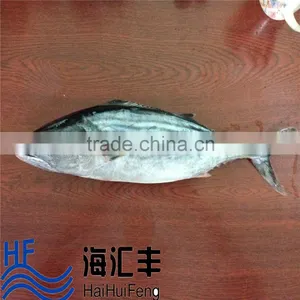New Catching Sea Frozen Bonito Tuna Fish Whole Round on Sale thumbnail-1