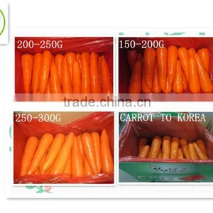Fresh Carrots Manufacturer thumbnail-2