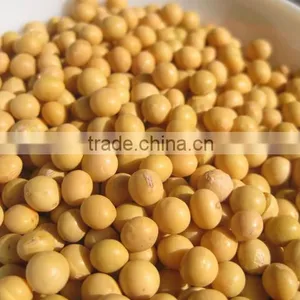 Wholesale Price Raw Soybean thumbnail-2