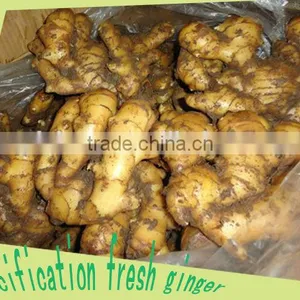 Organic Fresh Ginger thumbnail-2